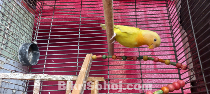 Love Bird (লাভ বার্ড)